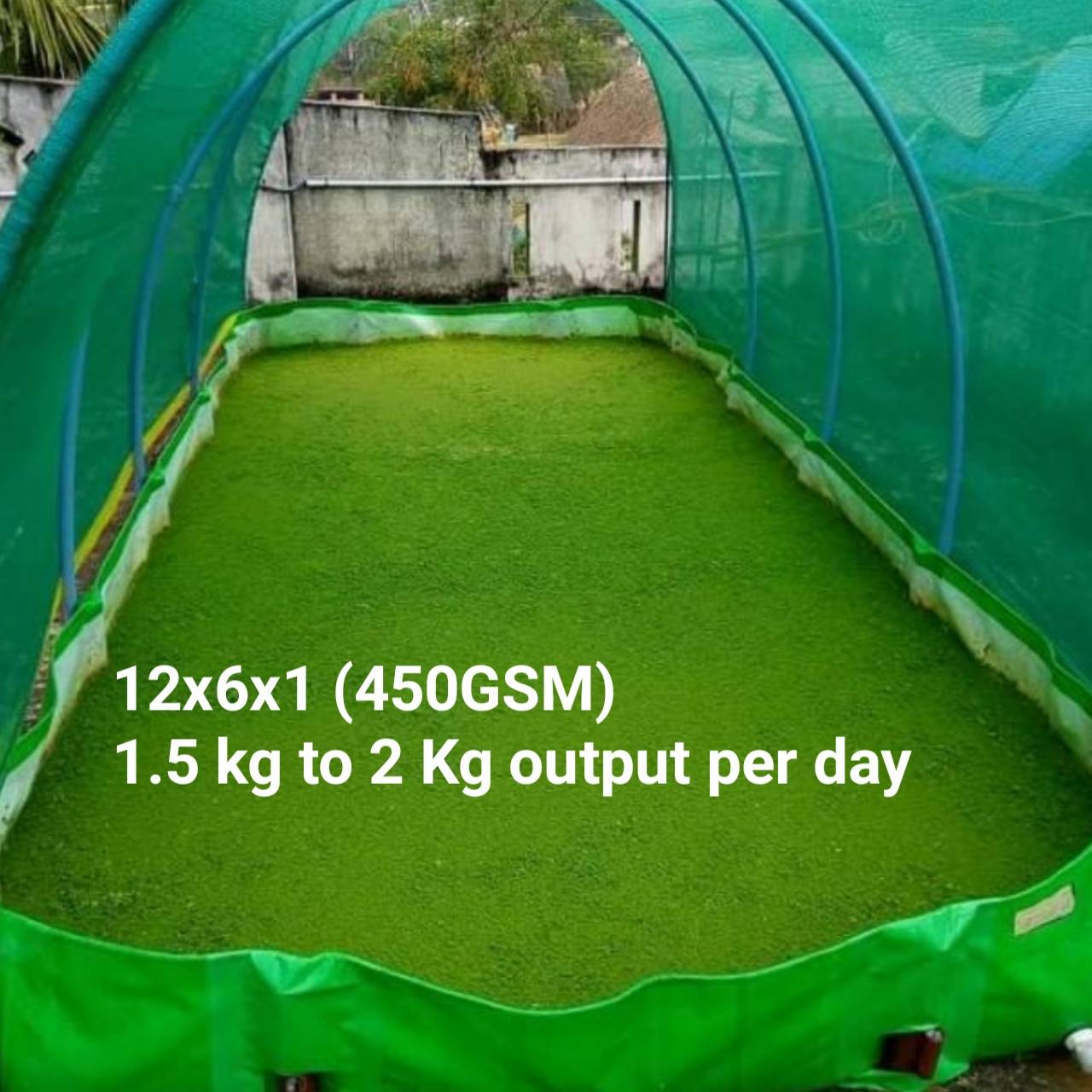 20221211_145938.jpg Azolla Bag 12x6x1 Feet - Image 1