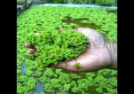ASOLA SEED - Image 6