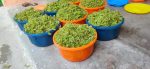 ASOLA SEED - Image 5